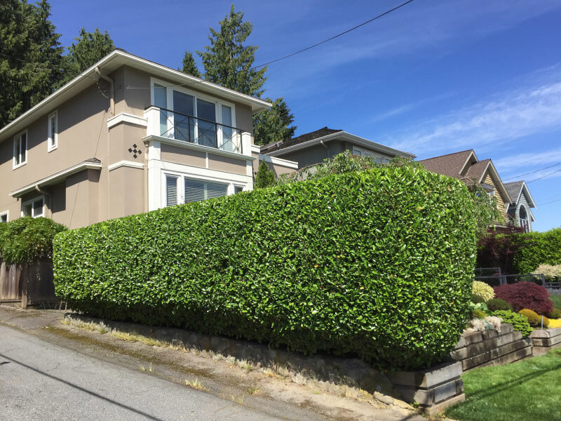 2-hedge-trim-english