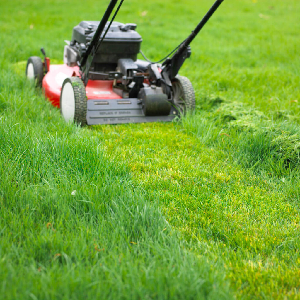 Top Best Expert professional Gardening Services near me Sydney Australia With Affordable chip low coast and prices